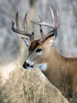 Big Deer Stock Photos