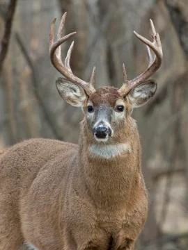 Big Deer Stock Photos