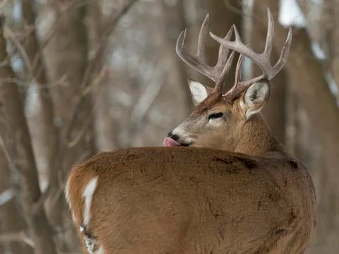 Big Deer Stock Photos