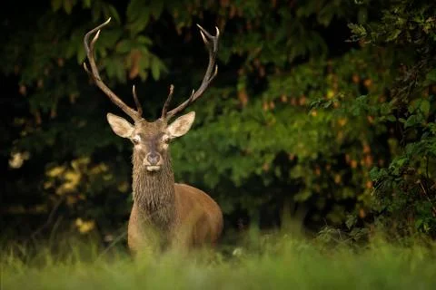Big deer Stock Photos