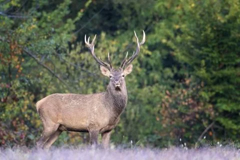 The big deer Stock Photos