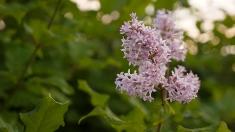 Big delicate lilac flower close up Stock Footage 91074109