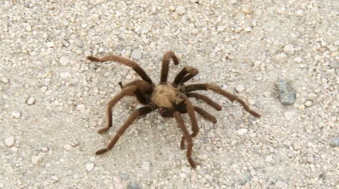 Big Desert Tarantula Spider in the Mojave Desert at Joshua Tree National Park Video stock 33952346