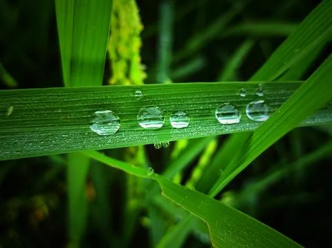 Big dew Stock Photos