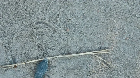 A big dirty black bug is crawling in the sand. Stock Footage 157597592