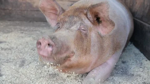 Big dirty pig on the farm Stock Footage 67514285