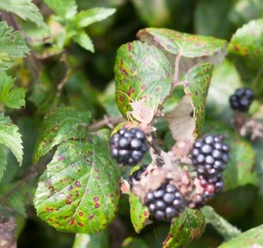 Big dock bug on blackberries outside Coreus marginatus Stock Photos