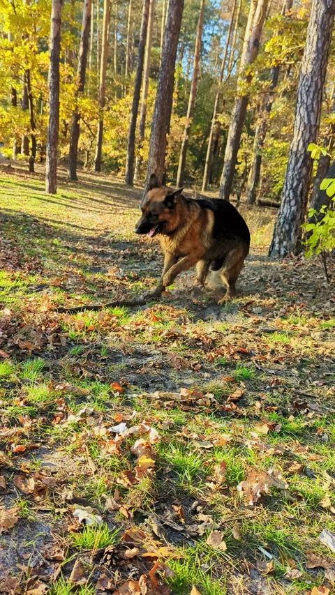 Big dog barking at a stick lying in the forest. German shepherd angry at a stick Vídeos de archivo 290502560