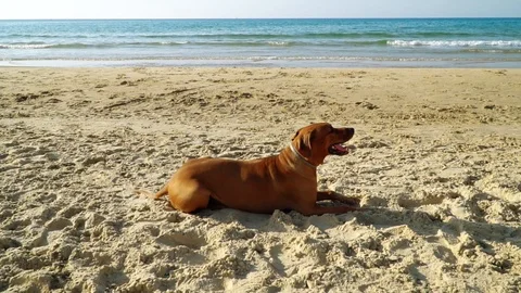 Big Dog On A Beach Stock Footage 120647500