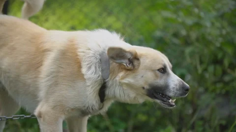Big dog on a chain Stock Footage 111316153