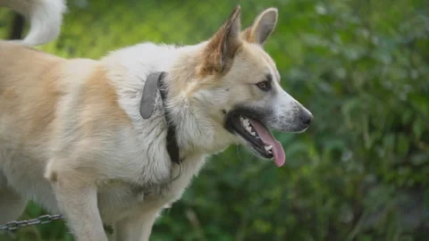 Big dog on a chain Stock Footage 111892821
