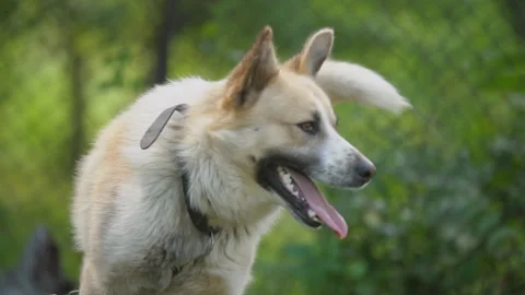 Big dog on a chain Stock Footage 113442764