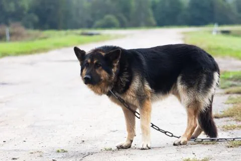 Big dog on a chain guard object Stock Photos