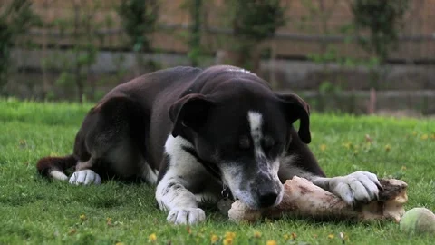 A big dog chewing on a bone Stock Footage 152974408