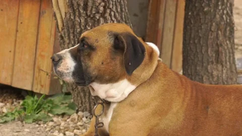 Big dog close-up face Stock Footage 224123801