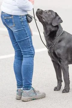 Big dog close-up Stock Photos
