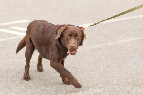 Big dog close-up Stock Photos