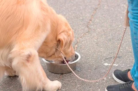 Big dog close-up Stock Photos