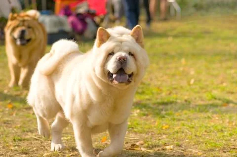 Big dog close-up Stock Photos