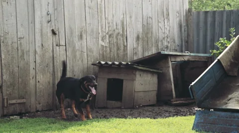 Big dog with doghouse Stock Footage 51613962
