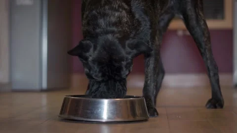 A big dog eating in the apartment Stock Footage