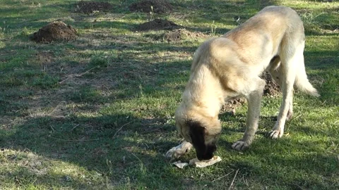 A big dog eating a piece of bread, 動画素材 245799281