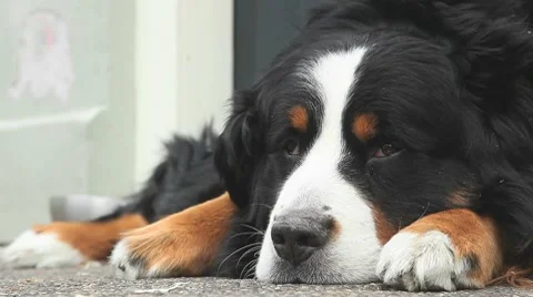 Big Dog 動画素材 8536108