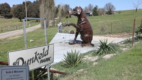 The Big Dog Video stock 249529676