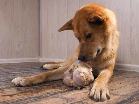 Big dog gnaws the bone. Portrait of a happy dog Stock Photos