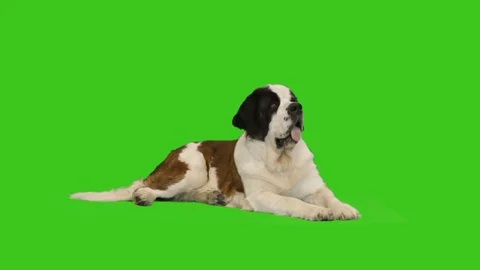 Big dog on the green screen Stock-Footage 83585320