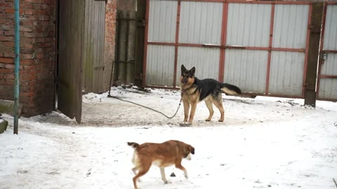A big dog guards the yard in the cold. Stock Footage 302559870