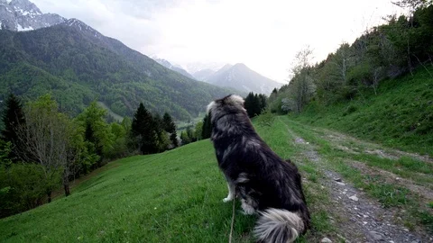 A big dog looking in the alpine valley Video stock 107542847