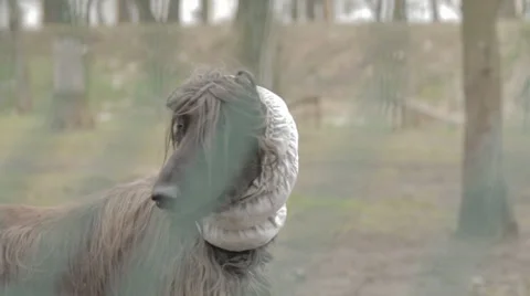 Big Dog is Looking Around 2 Stock Footage 31818816