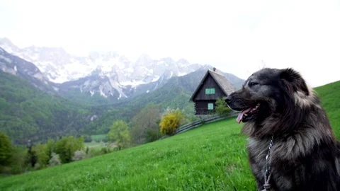 A big dog looking around on a big field in the alps Video stock 107533499