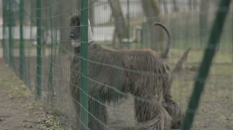 Big Dog is Looking Around Stock Footage 31818786