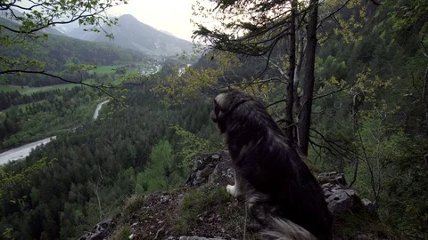 A big dog looking down from a cliff on an alpine valley Stock Footage 107538070