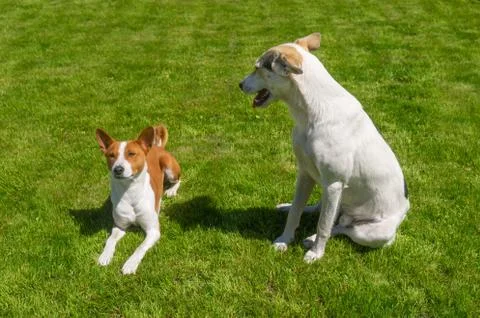 Big dog looking down on a smaller basenji while resting on a fresh lawn Stock Photos
