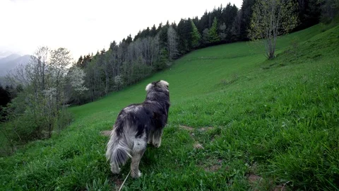 A big dog looking up on a field Stock Footage 107542687