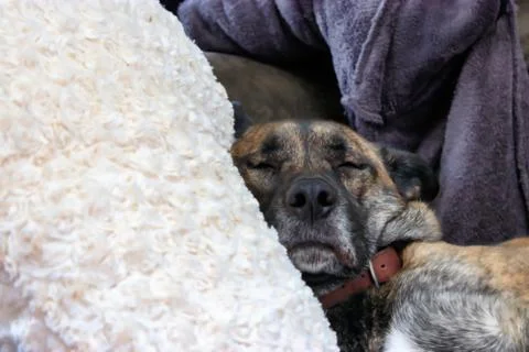 Big dog lying down Stock Photos