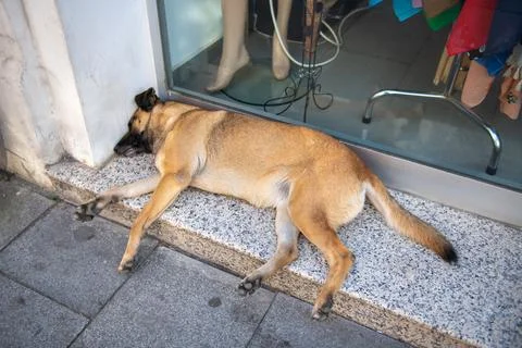 A big dog is lying on the threshold of the store Stock Photos