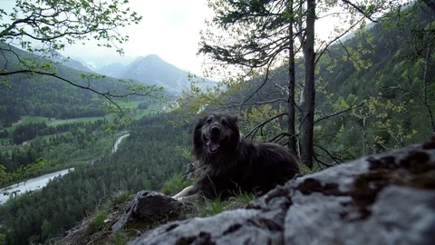 A big dog lying on top of a cliff over a forest in the Alps Stock Footage 107542966