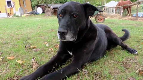 Big Dog is moving Fast Stockbeeldmateriaal 42795133