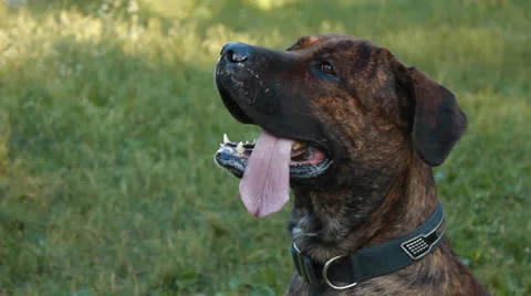 Big dog in the park Stock Footage 25158422