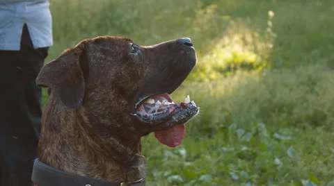 Big dog in the park Stock Footage 25158573