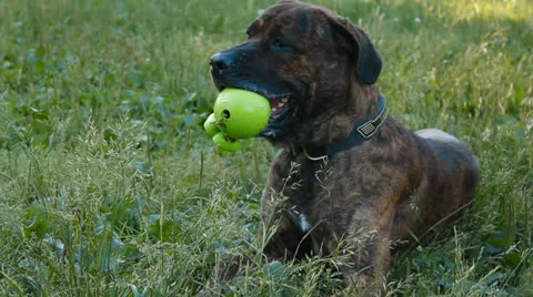 Big dog in the park Stock Footage 25159599