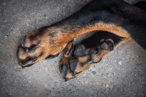 Big dog paws Foto stock