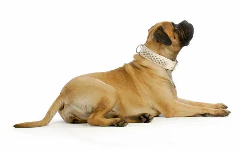 Big dog Foto stock