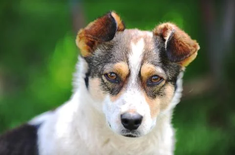 Big dog Stock Photos