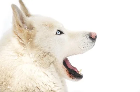 Big dog Foto stock