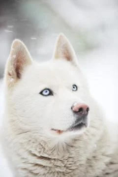 Big dog Stock Photos